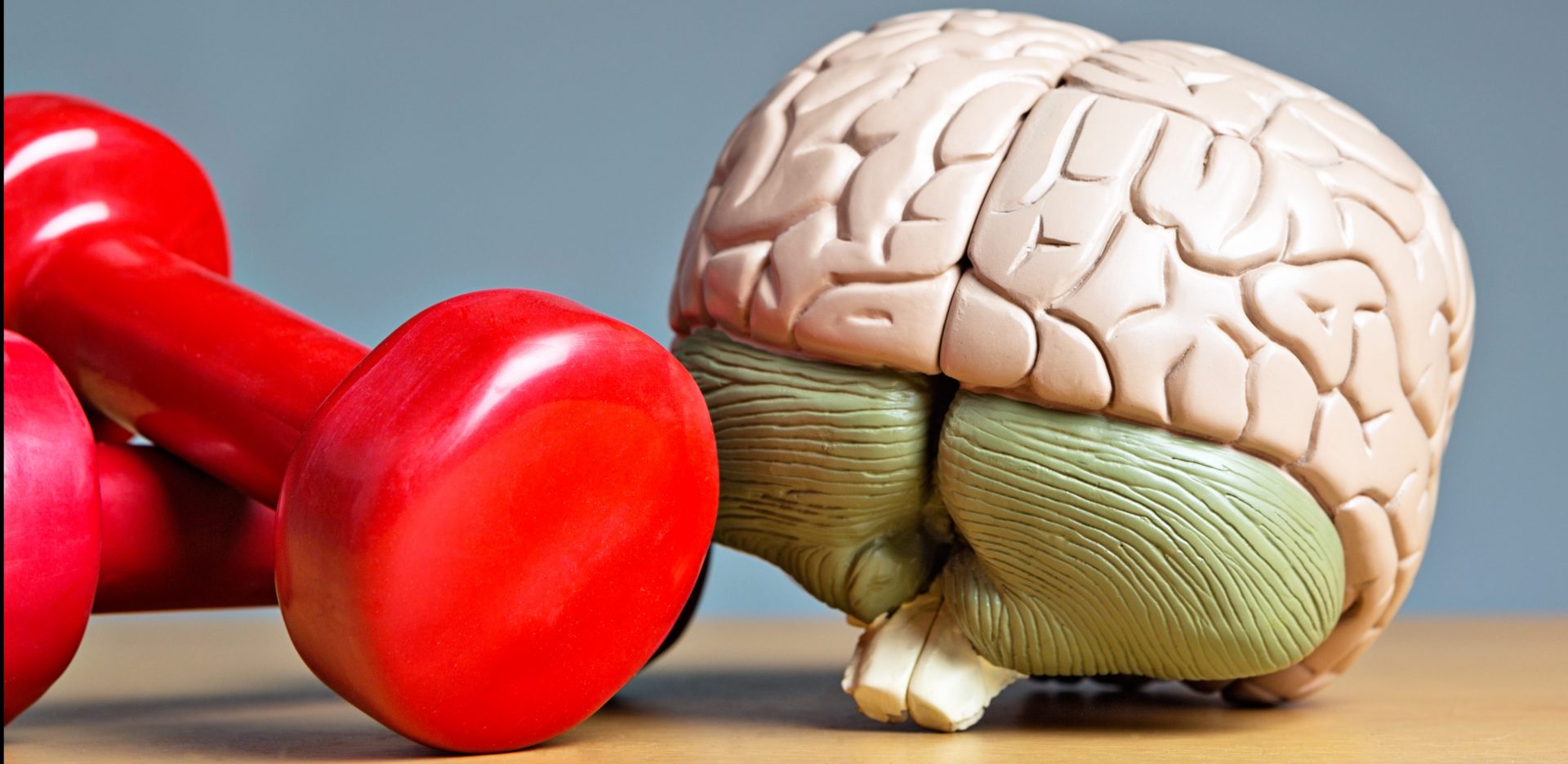An anatomical model of the human brain sits next to two red weights. Your brain needs to keep fit as well as your body!.