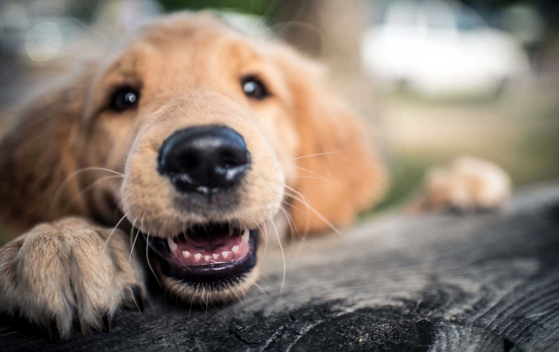 A young golden retriever puppy is excited and does not hide it.