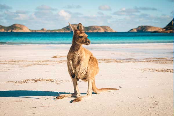 kangaroo on a beach