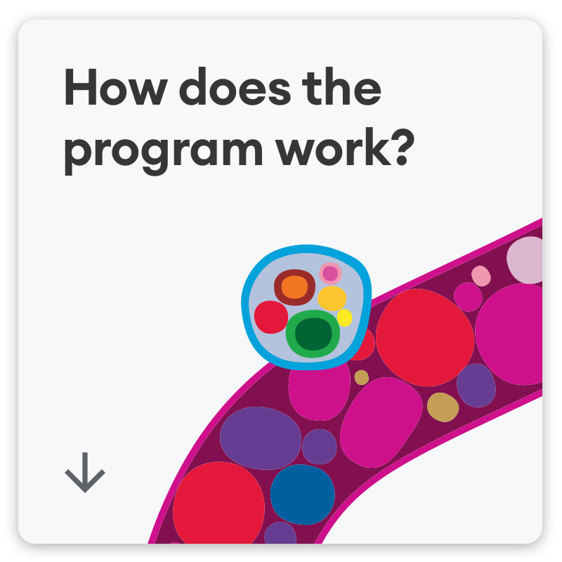 How the program works