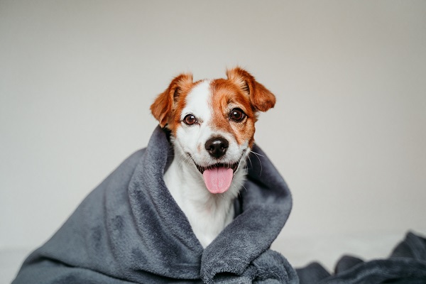 cute small jack russell dog sitting on bed, covered with a grey blanket. Resting at home. Pets indoors