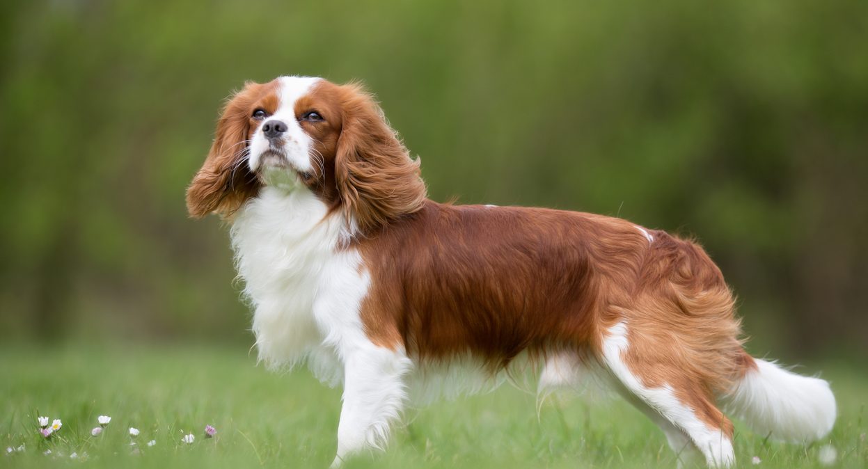 A purebred Cavalier King Charles Spaniel dog without leash outdoors in the nature on a sunny day.