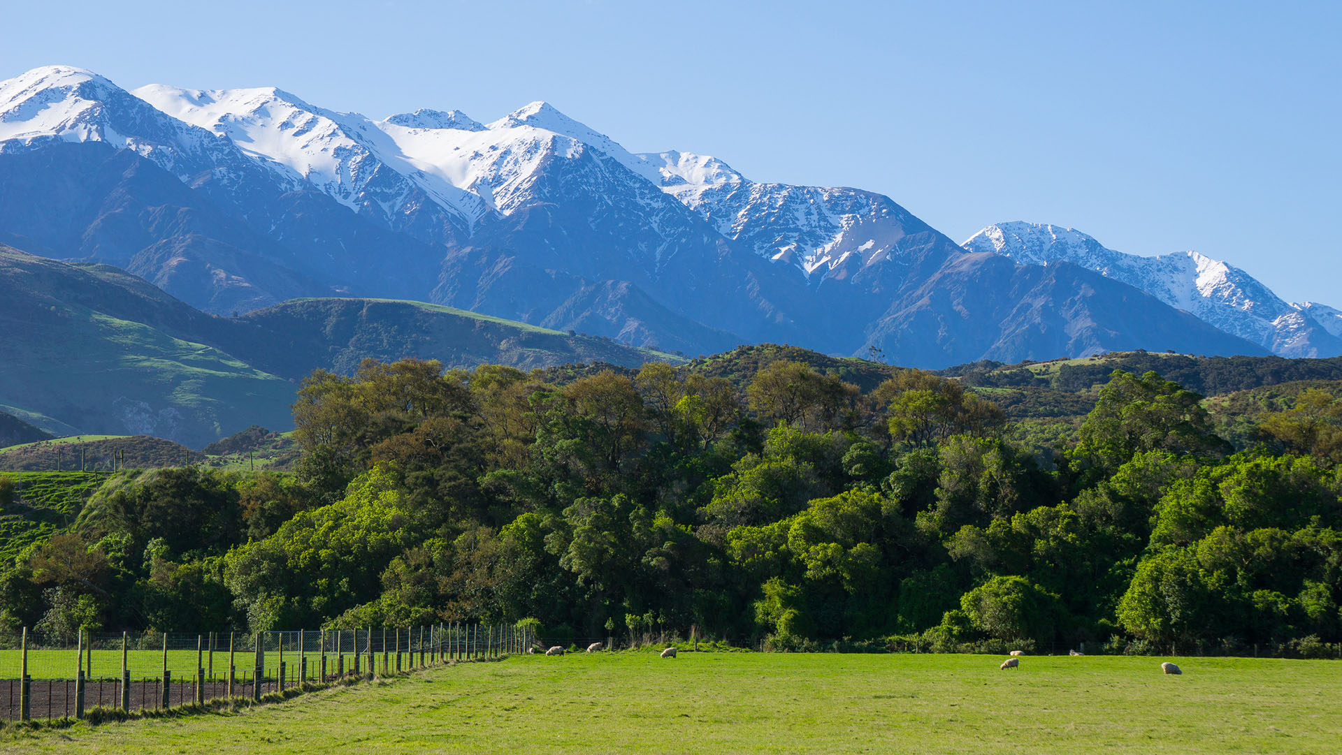 Scenic view of sheep farm with Kaikoura mountain in the background.