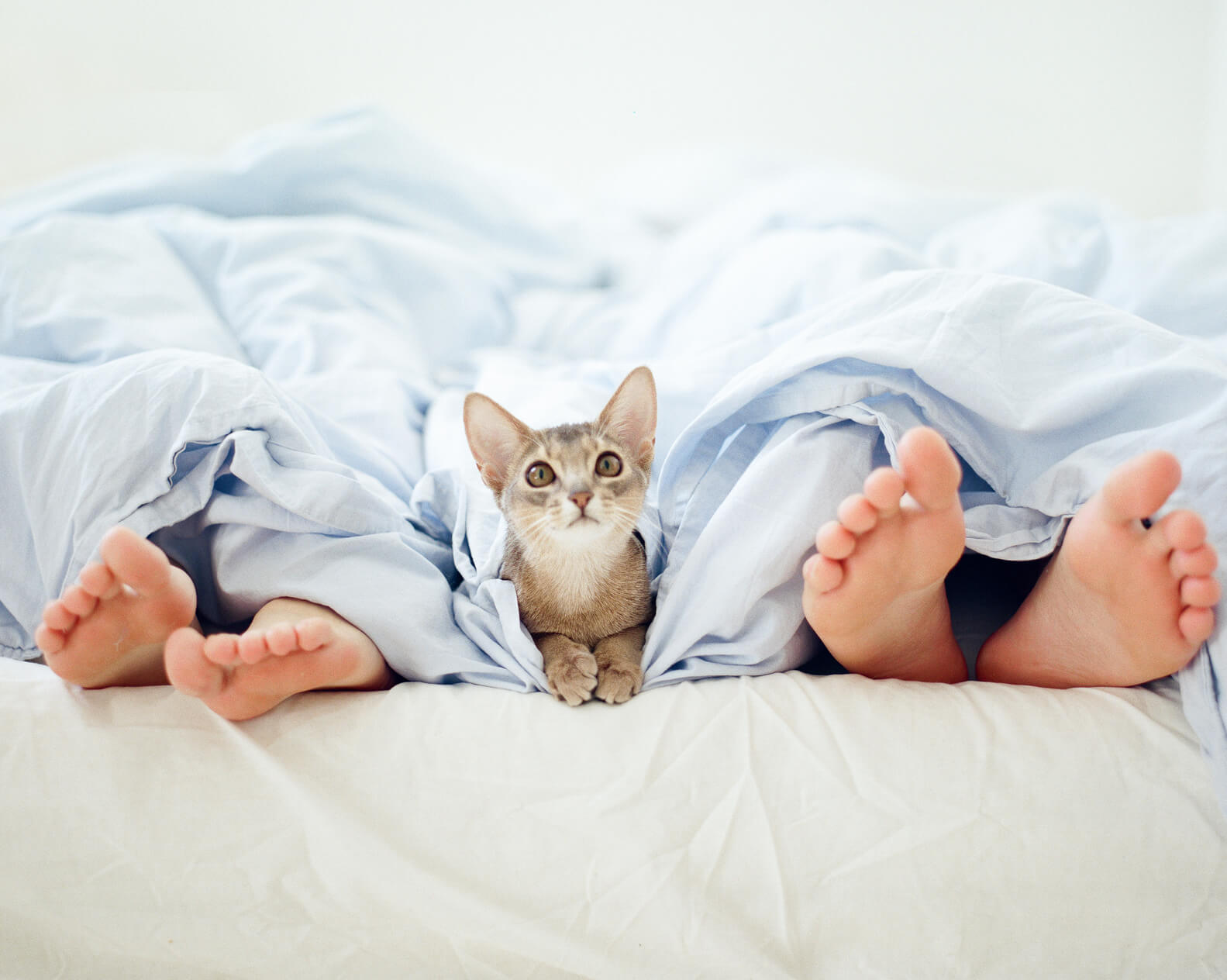 Couple's feet at the end of the bed with cute pet kitten sitting at the foot of the bed.