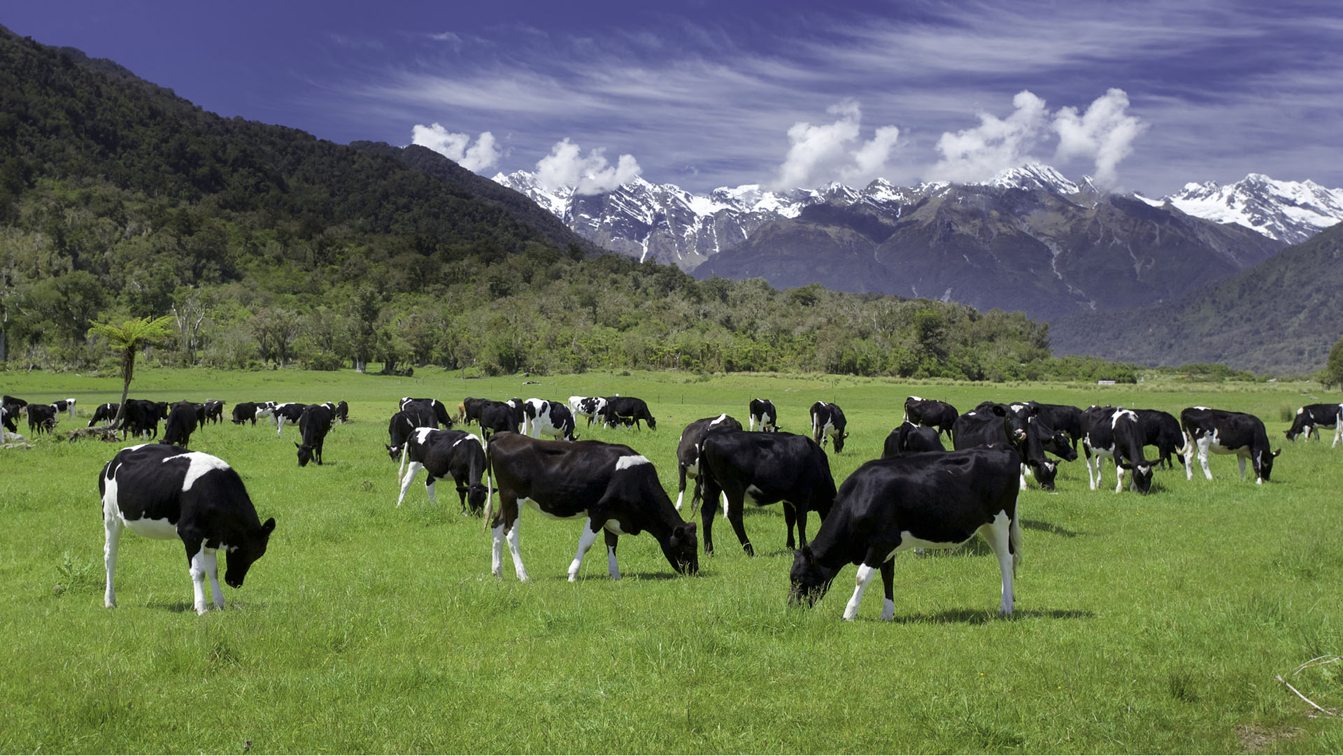 dairy cows grazing in a field with New Zealand mountain in the distance
