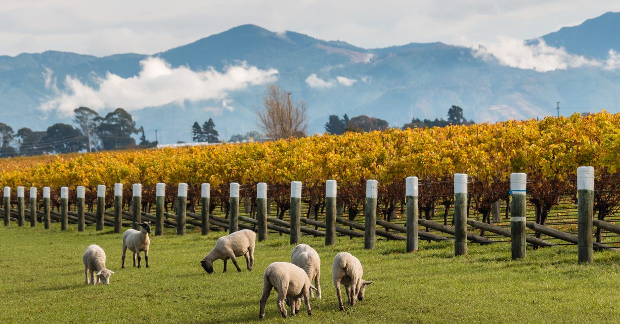 flock of sheared sheep grazing in autumn vineyard