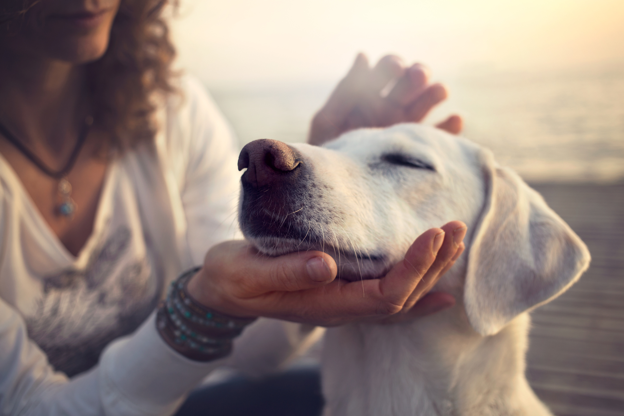 owner caressing gently her dog