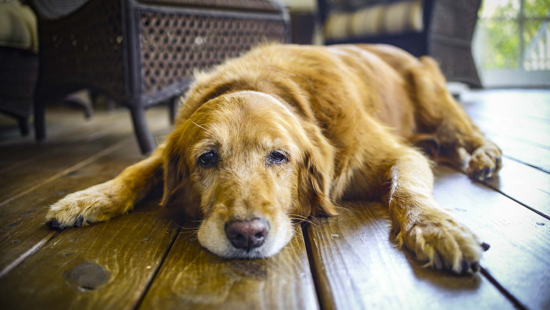 This was my dog Cali's last day before we had to put her to sleep. She was a great Golden Retriever!