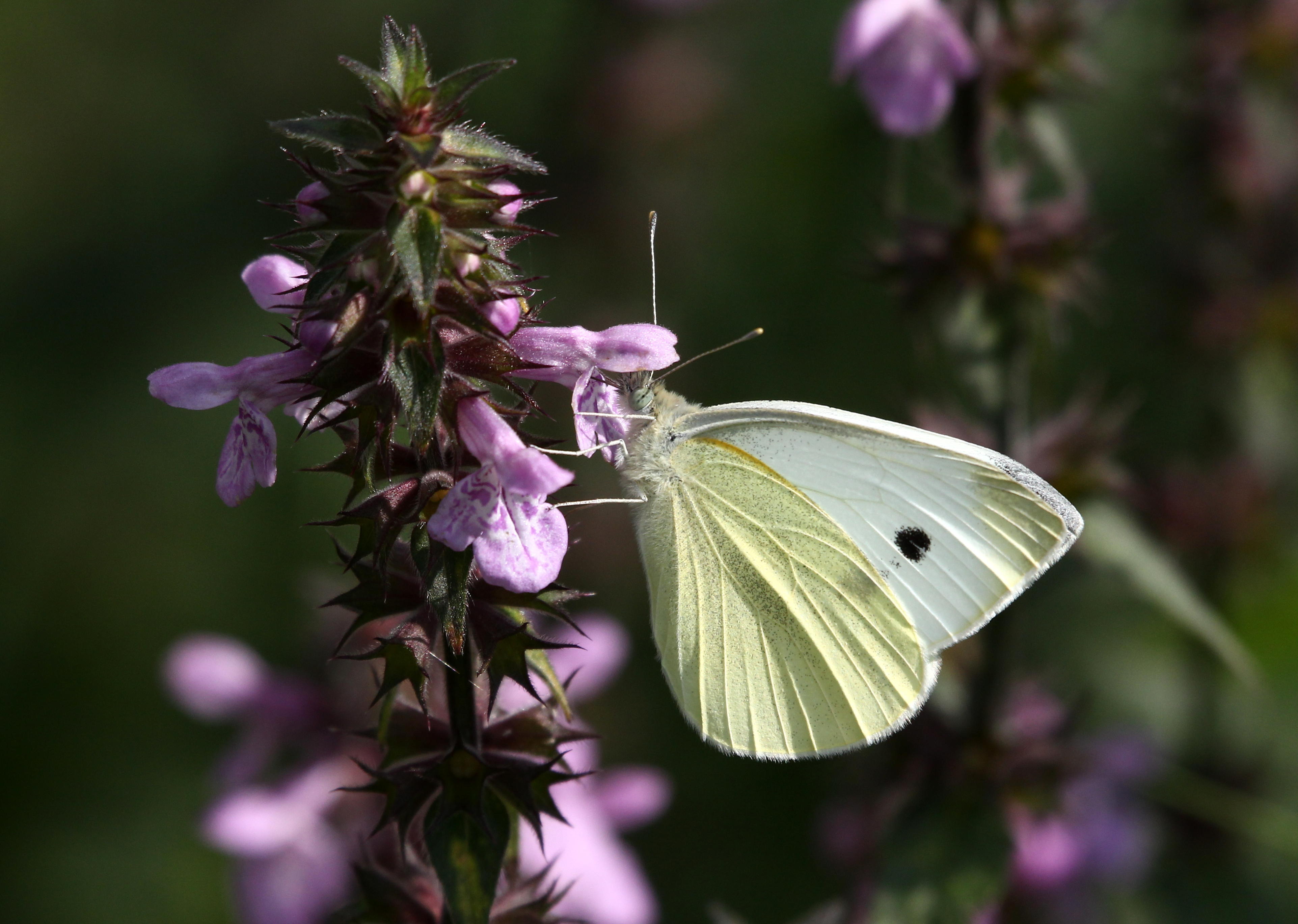 How Do Moths Get Pregnant