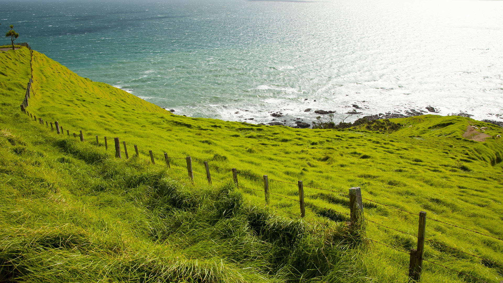 Sheep Pasture - Port Jackson - New Zealand