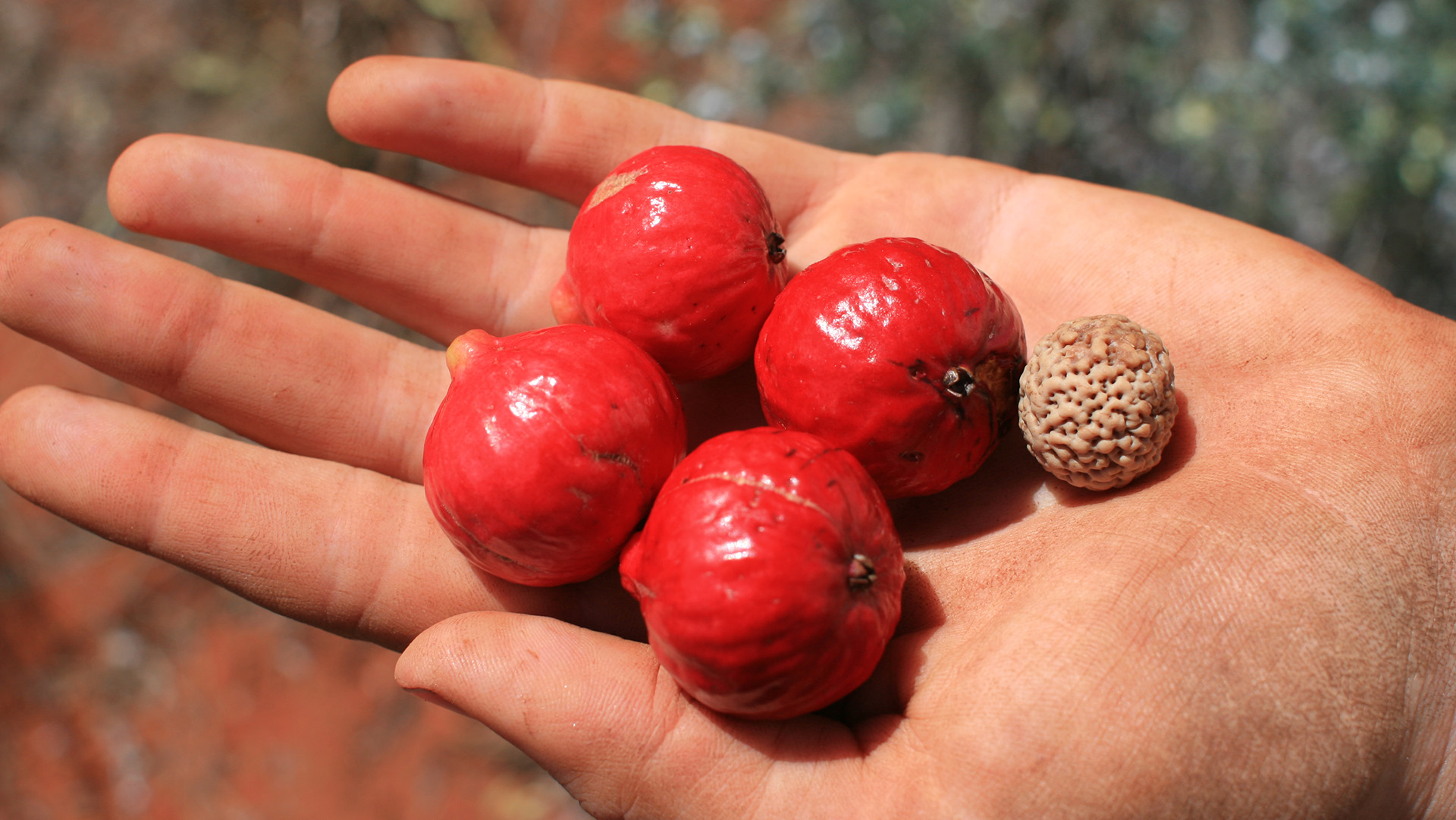 15 bush tucker you should know | Live Better