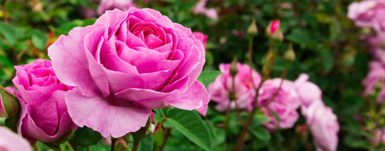 pink roses garden