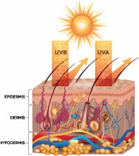 Broad spectrum sunscreen protects your skin from both UVA and UVB rays.