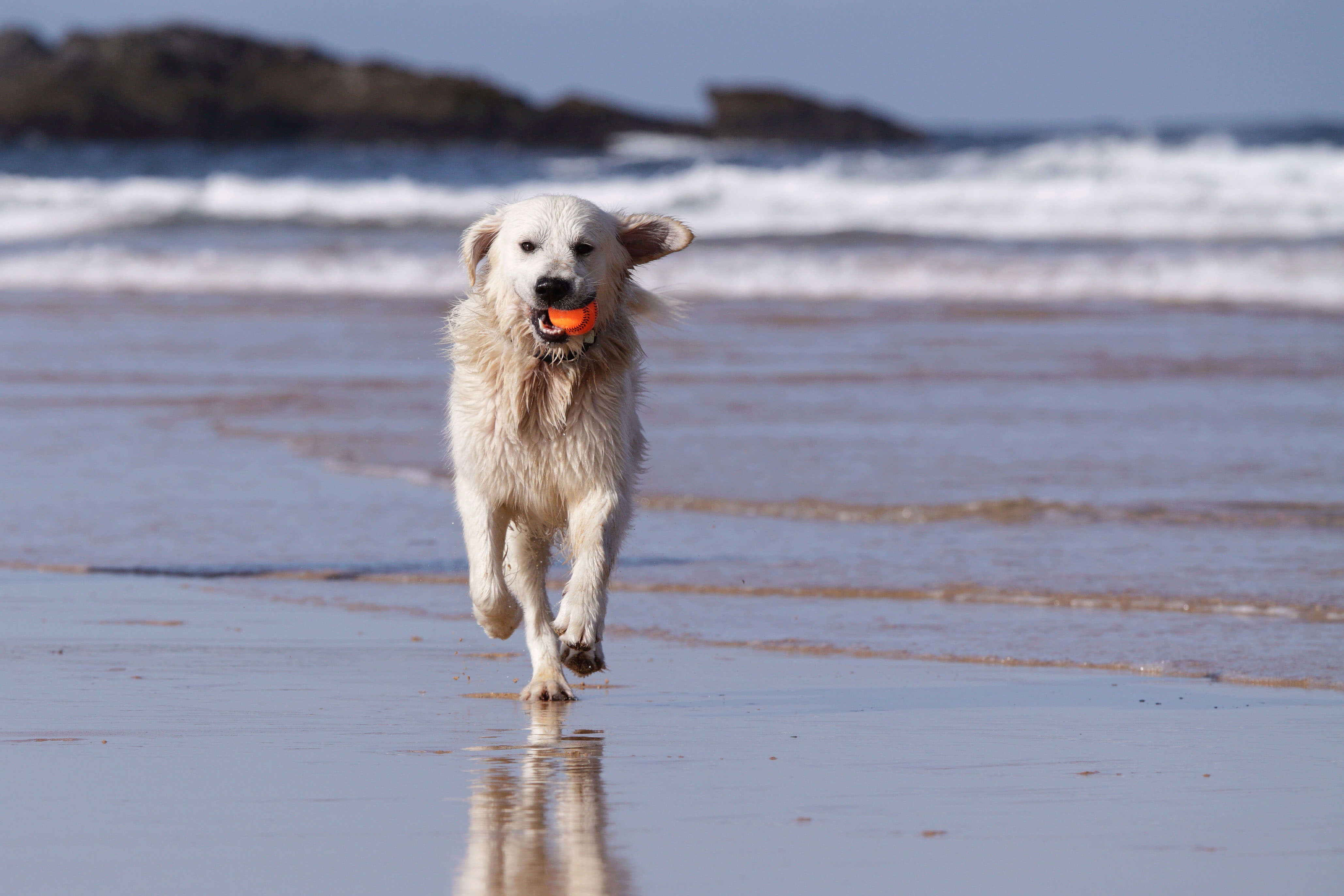 Dog running on beach