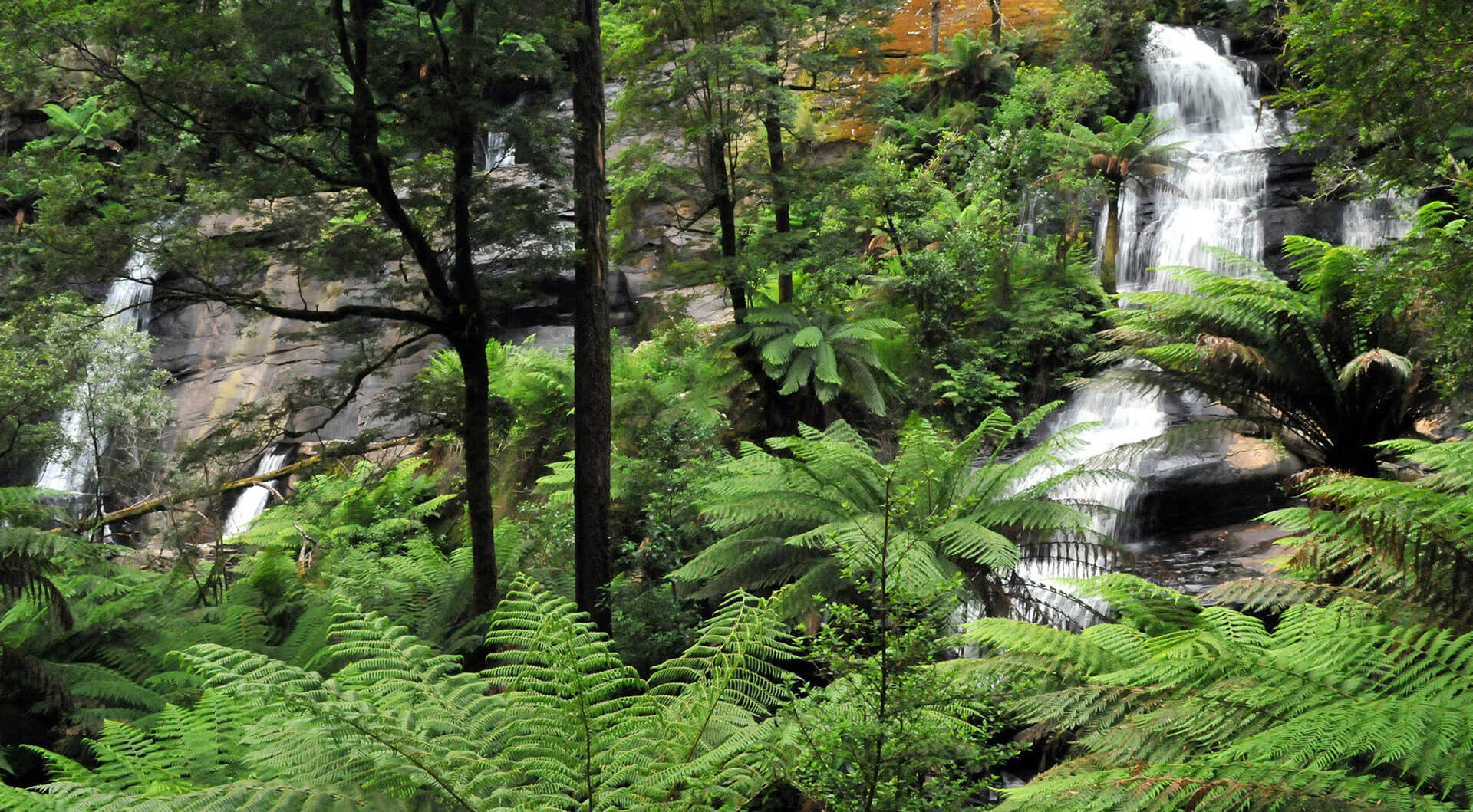 Best hikes top dandenong ranges