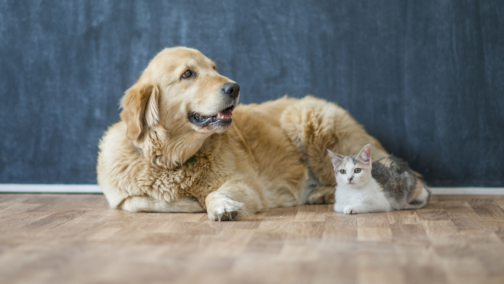 A golden retriever and a cat is sitting in a home after a pet adoption.