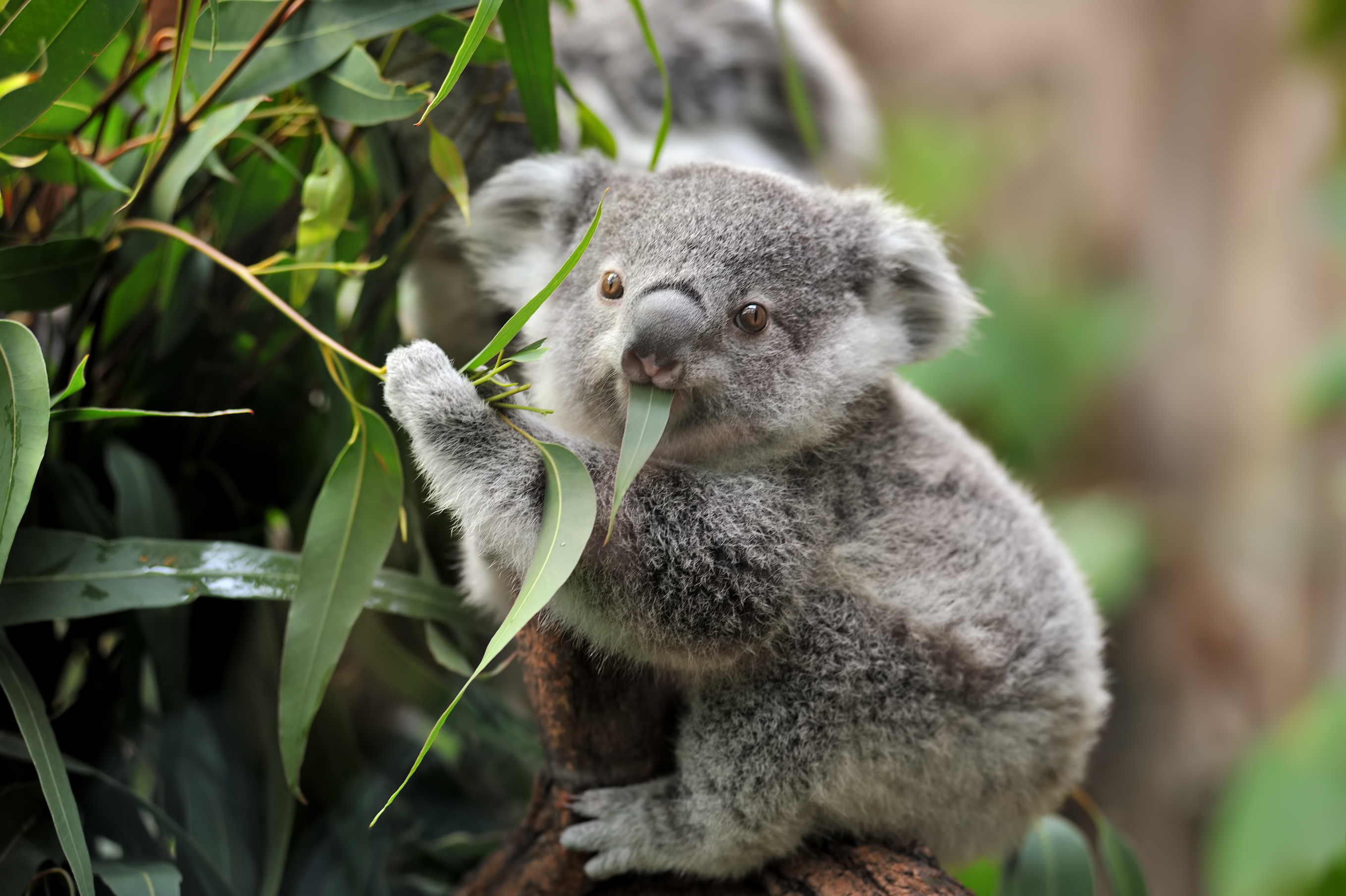 12 Australian Animals And Where To Find Them Live Better