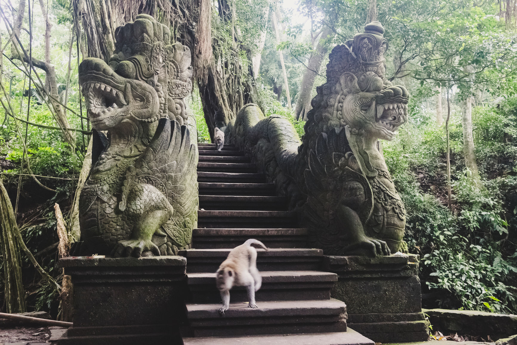 Monkey Forest in Bali, Indonesia.