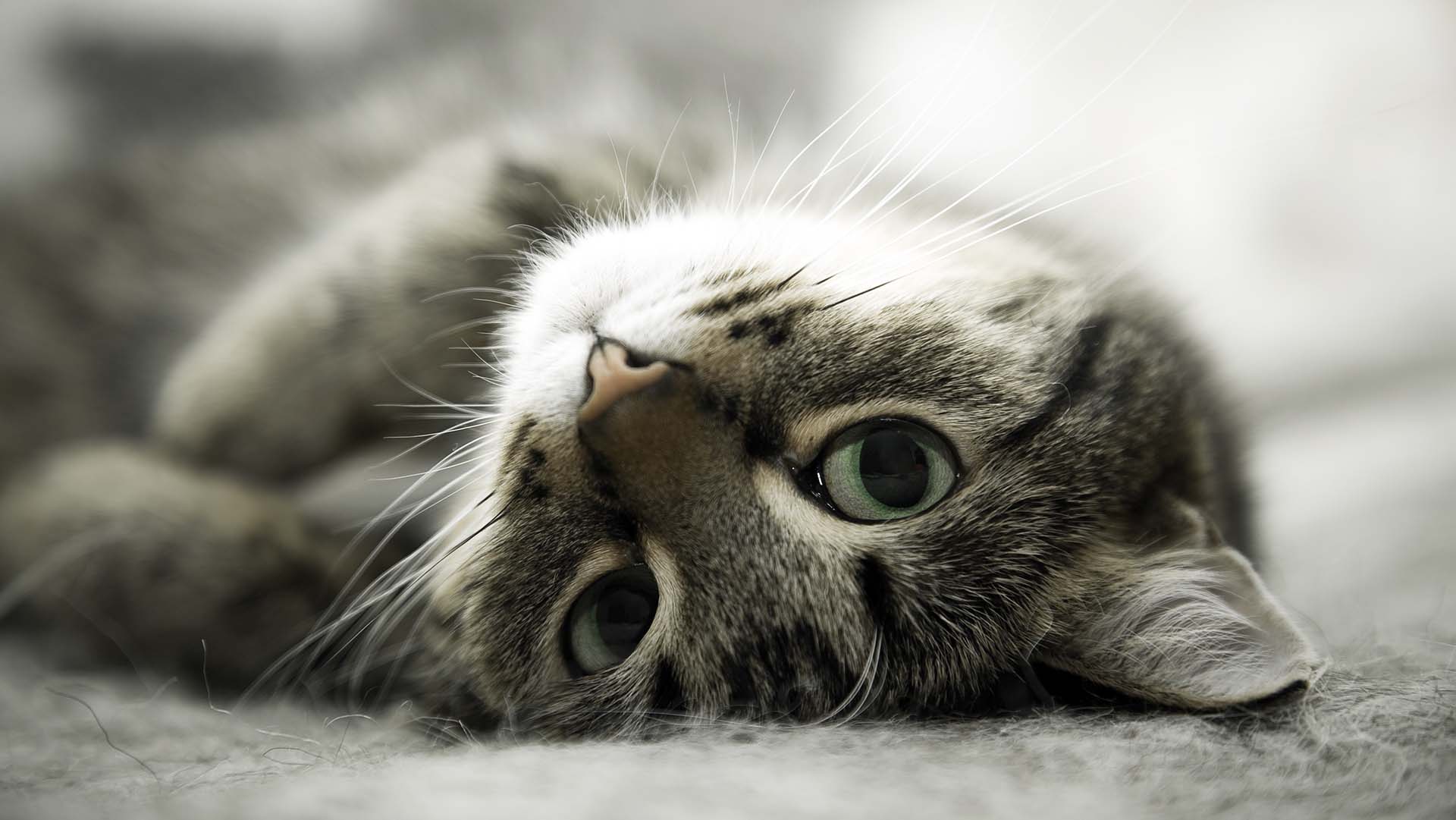 Tabby cat lying on bed, selective focus