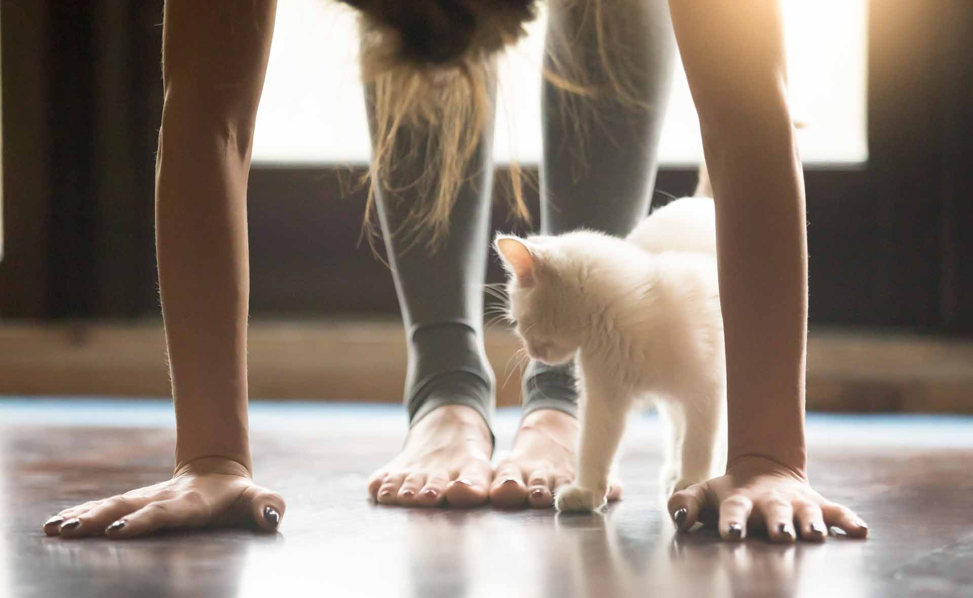 Yoga fitness with funny pet concept. Young woman practicing yoga, doing forward bend exercise, head to knees uttanasana pose, working out wearing sportswear grey pants, home interior, cute cat playing