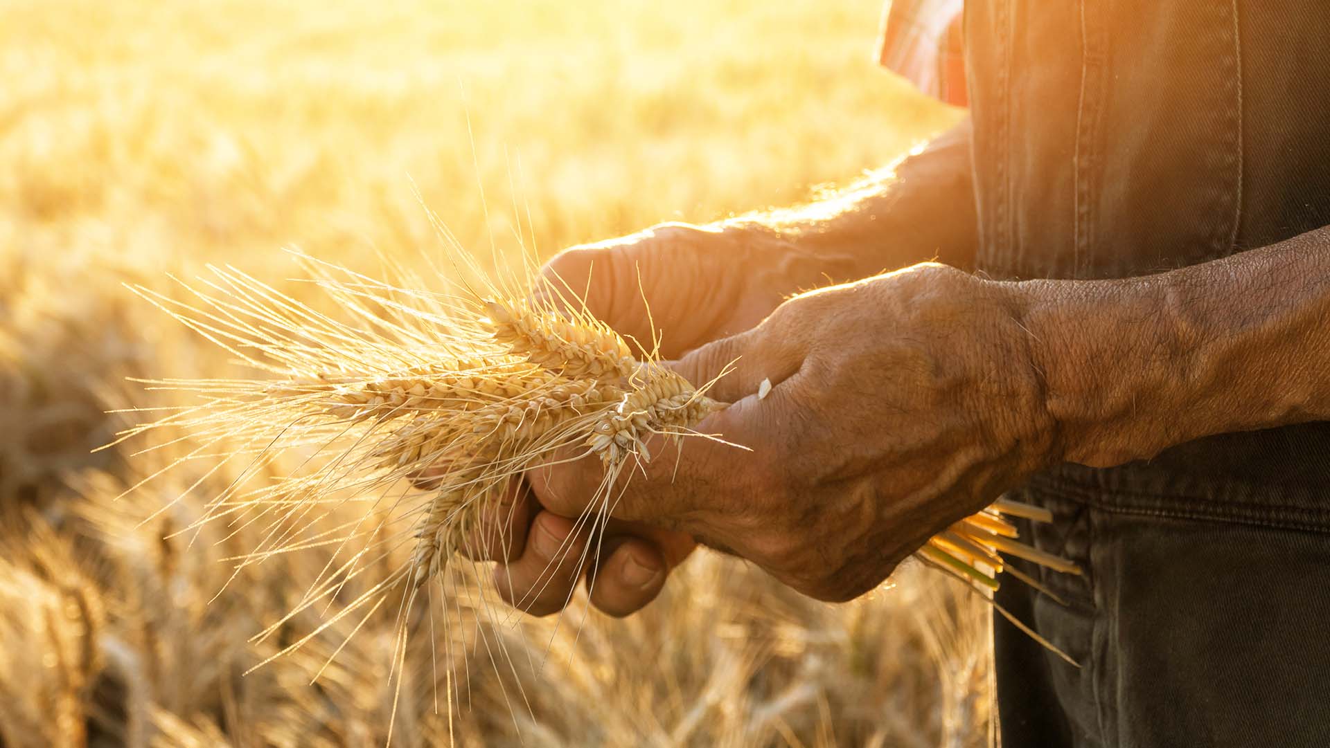 Hand in a field. Touching the harvest.