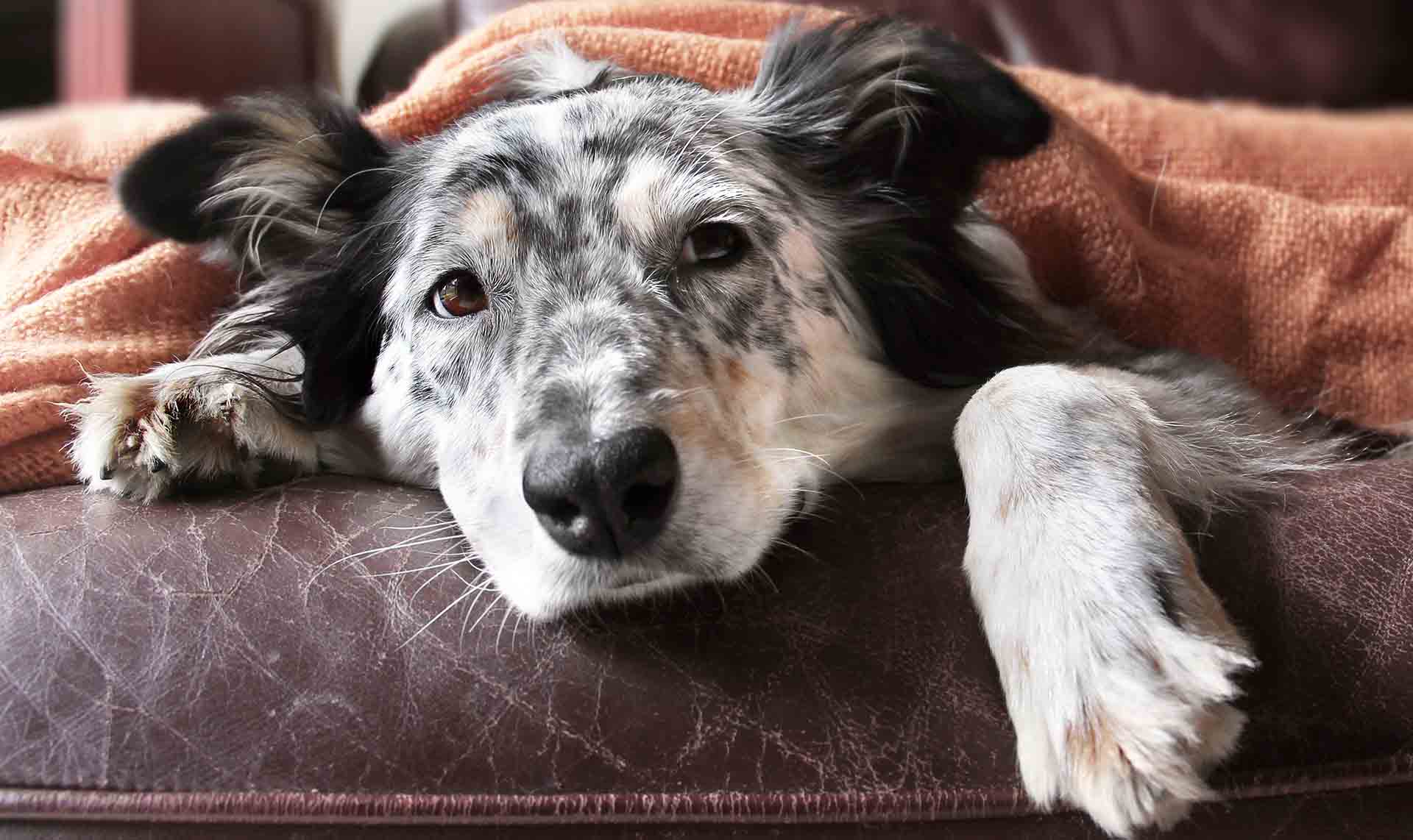 Border collie Australian shepherd dog on brown leather couch under blanket looking sad lonely bored hopeful sick curious relaxed comfortable