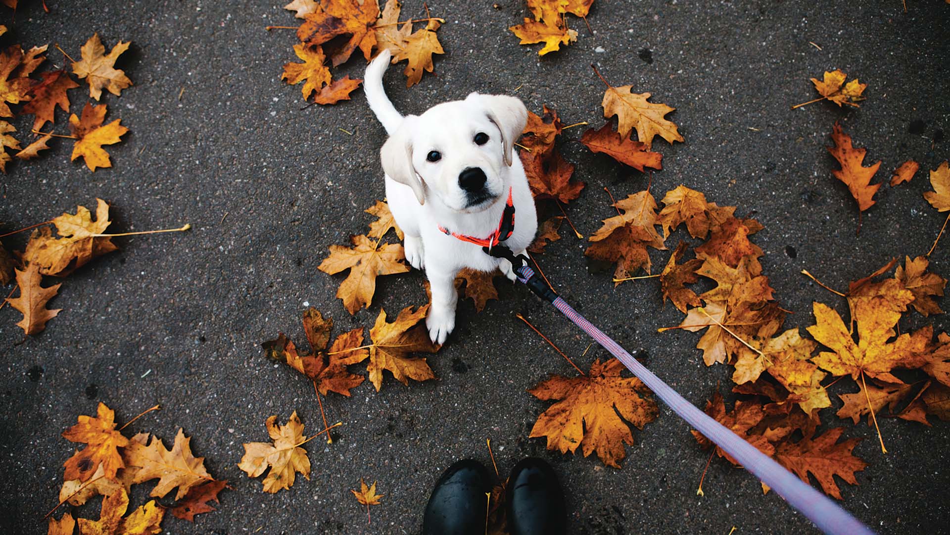 Small white lab puppy standing in fall leaves looking up at camera
