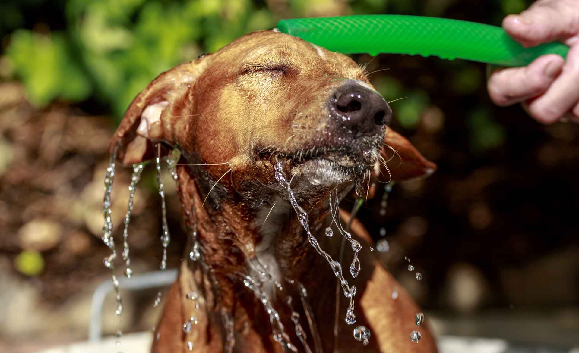 Red haired andalusian hound dog is happy while takes a bath at garden in a hot summer day
