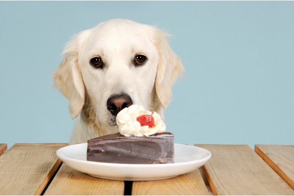 Golden retriever tempted by a piece of chocolate cake.