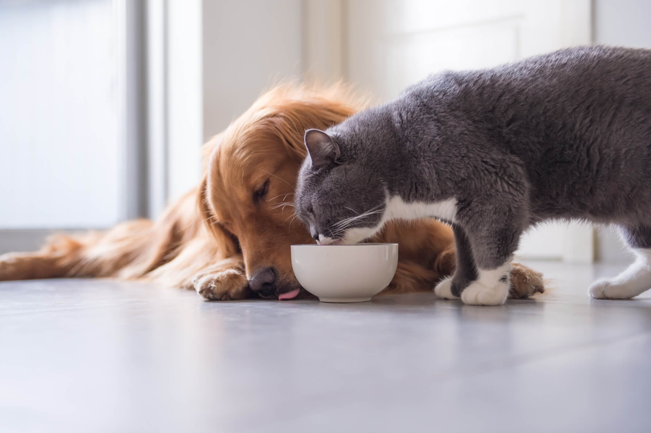 Puppy and kitten sharing their food bowl