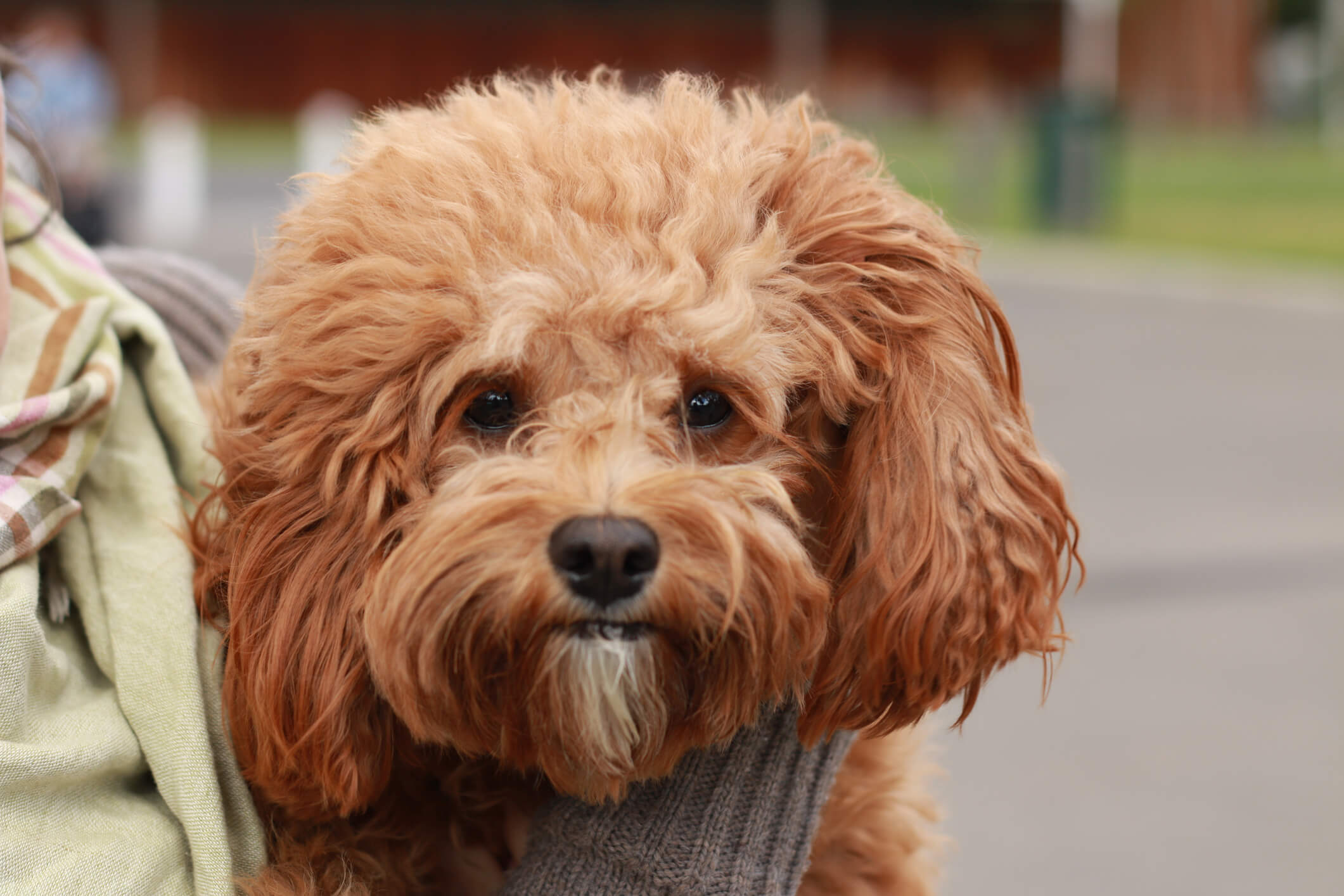 Cavoodle