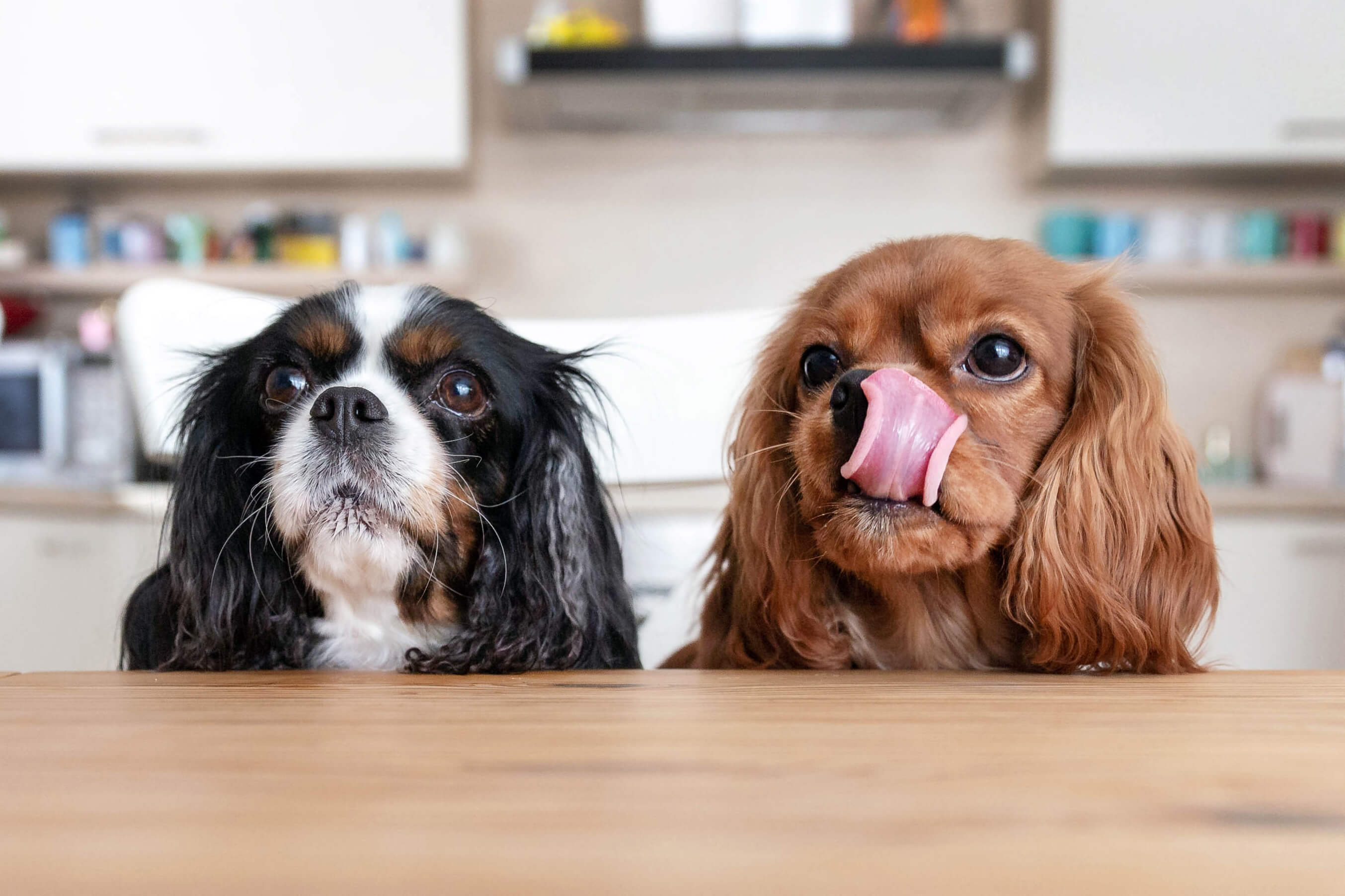 Two dogs
