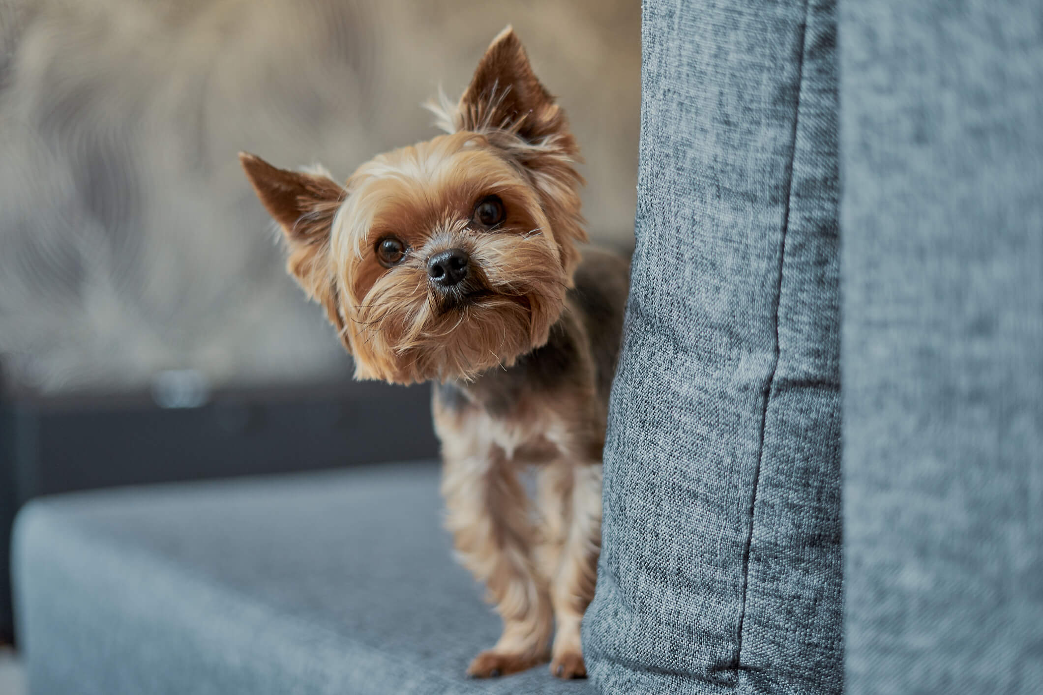 Yorkshire terrier