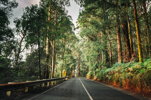 A scenic drive along the Great Ocean Road