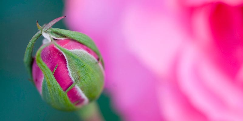 A flower that has not blossomed A flower that has not blossomed