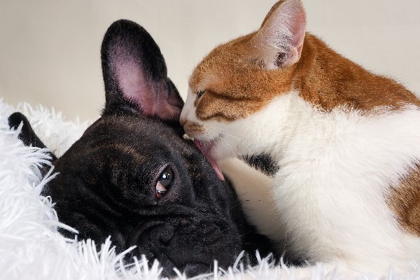 Can pets make you healthier?