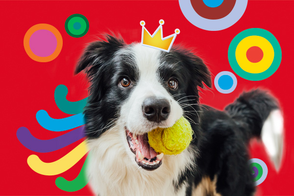 Compare Pet Insurance - Compare Pet Cover | Medibank Compare Pet Insurance - Compare Pet Cover | Medibank