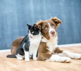 cat and dog cat and dog