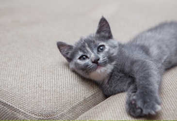 A grey kitten laying on a sofa