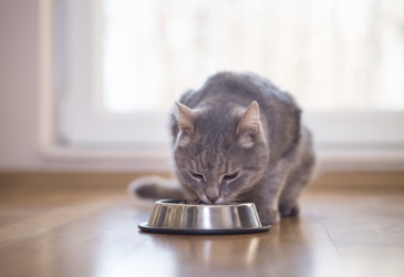A cat eating from a food bowl in a room