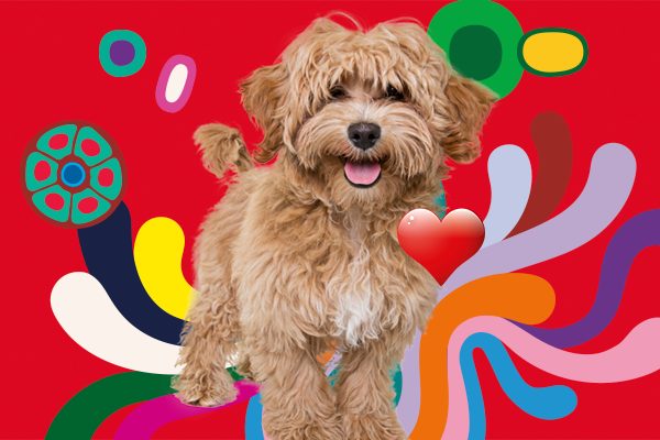 Two months free pet insurance