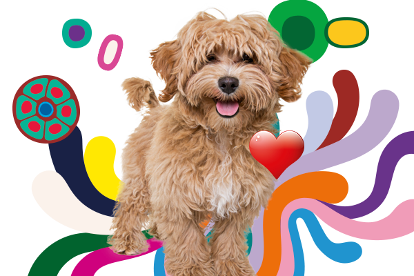 Two months free pet insurance