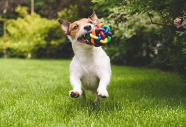 Happy dog playing with a toy