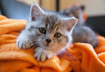 A cute kitten laying on an orange blanket