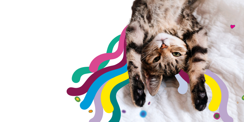 RVG2free medibank pet insurance