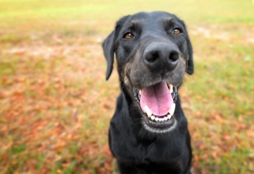 Black senior dog