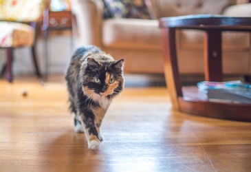 A mature cat walking across the room