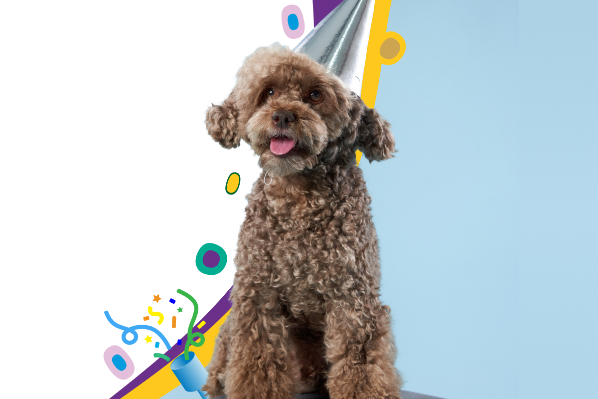 RVG2free medibank pet insurance