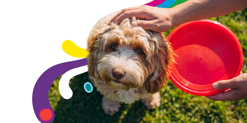 Medibank Pet Insurance