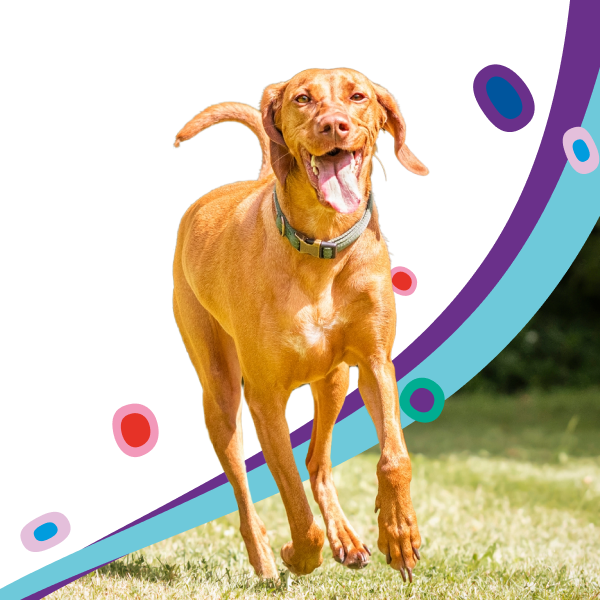 Members save 10% on pet insurance.